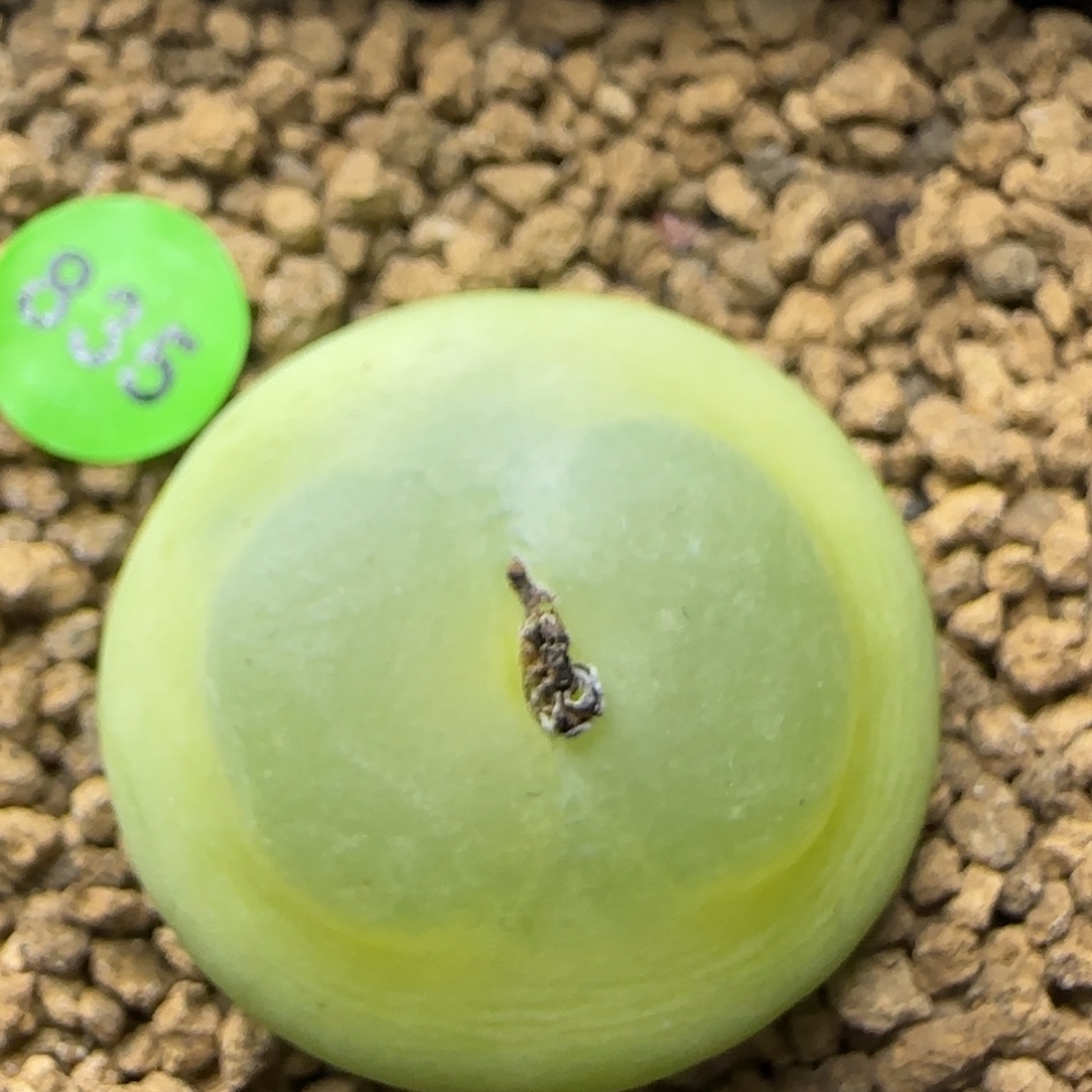拉登2.8多肉植物835
