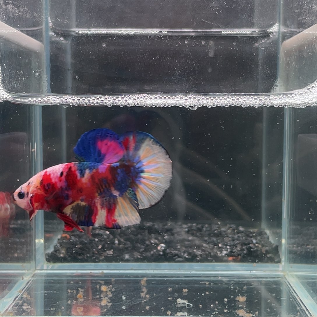 斗鱼印尼进口糖果色