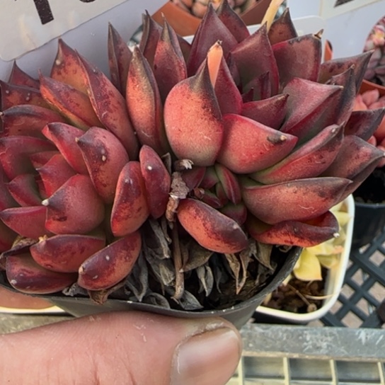 194吉赛尔一物一拍多肉