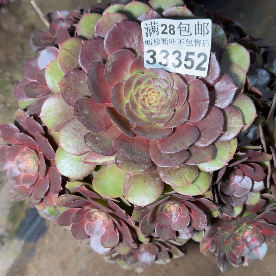 33352抹茶多肉植物