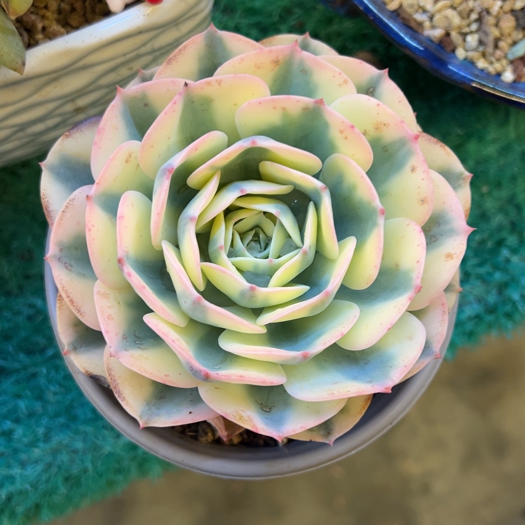 玉蝶锦，，，，，，，，，，，，，，，，，，