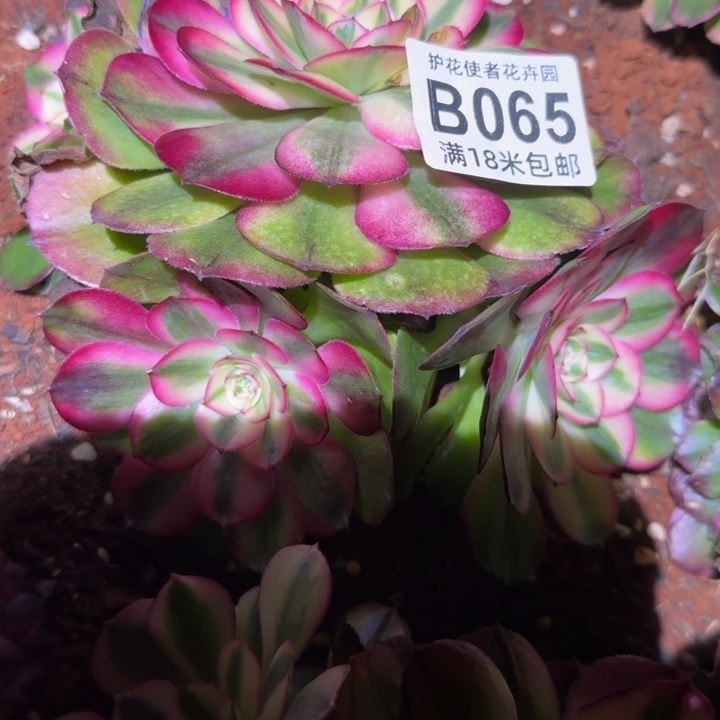 多肉法师淘宝福利