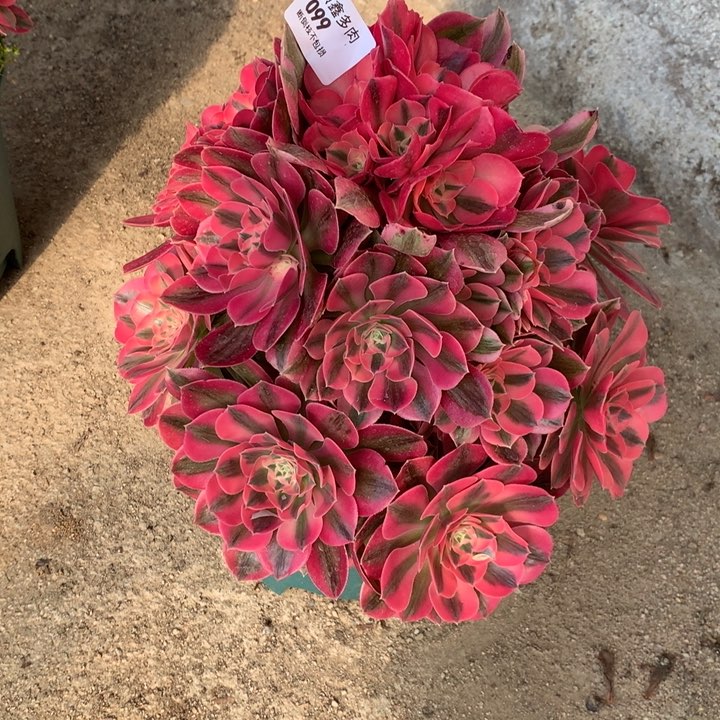 ?****师099粉女巫多肉植物