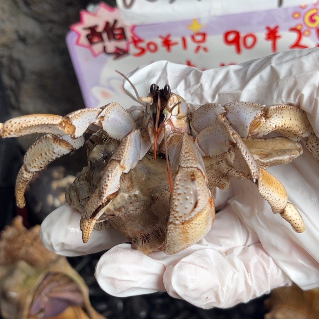 马岛深紫3.4口。     