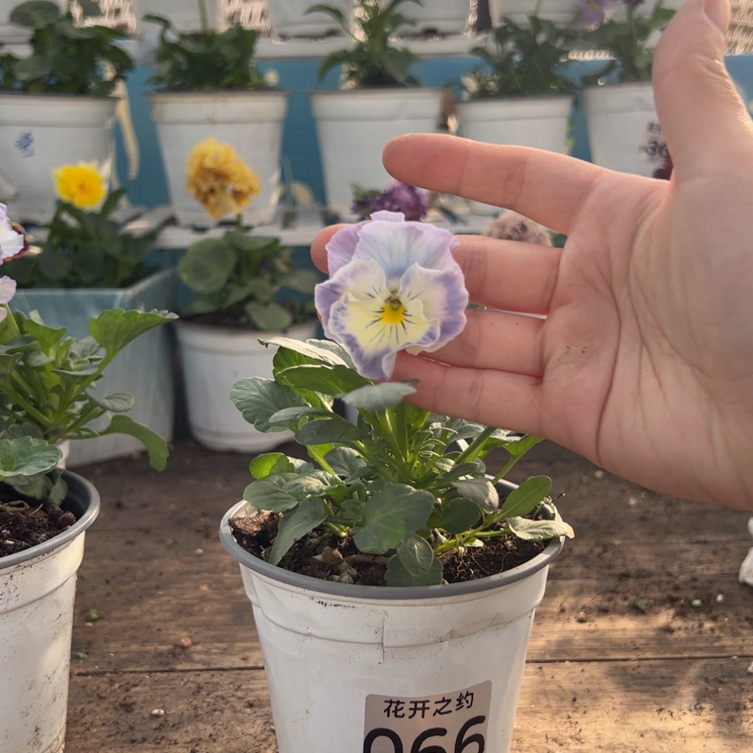 【闪购商品】完全开放066号