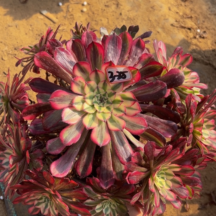 红同白多肉植物微瑕3-25