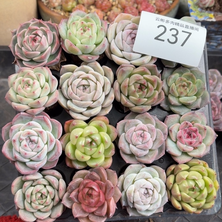 華***兹237。              