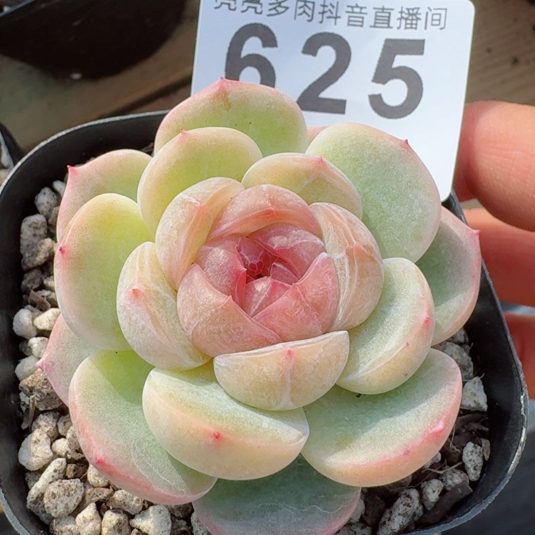 长相思         精品多肉