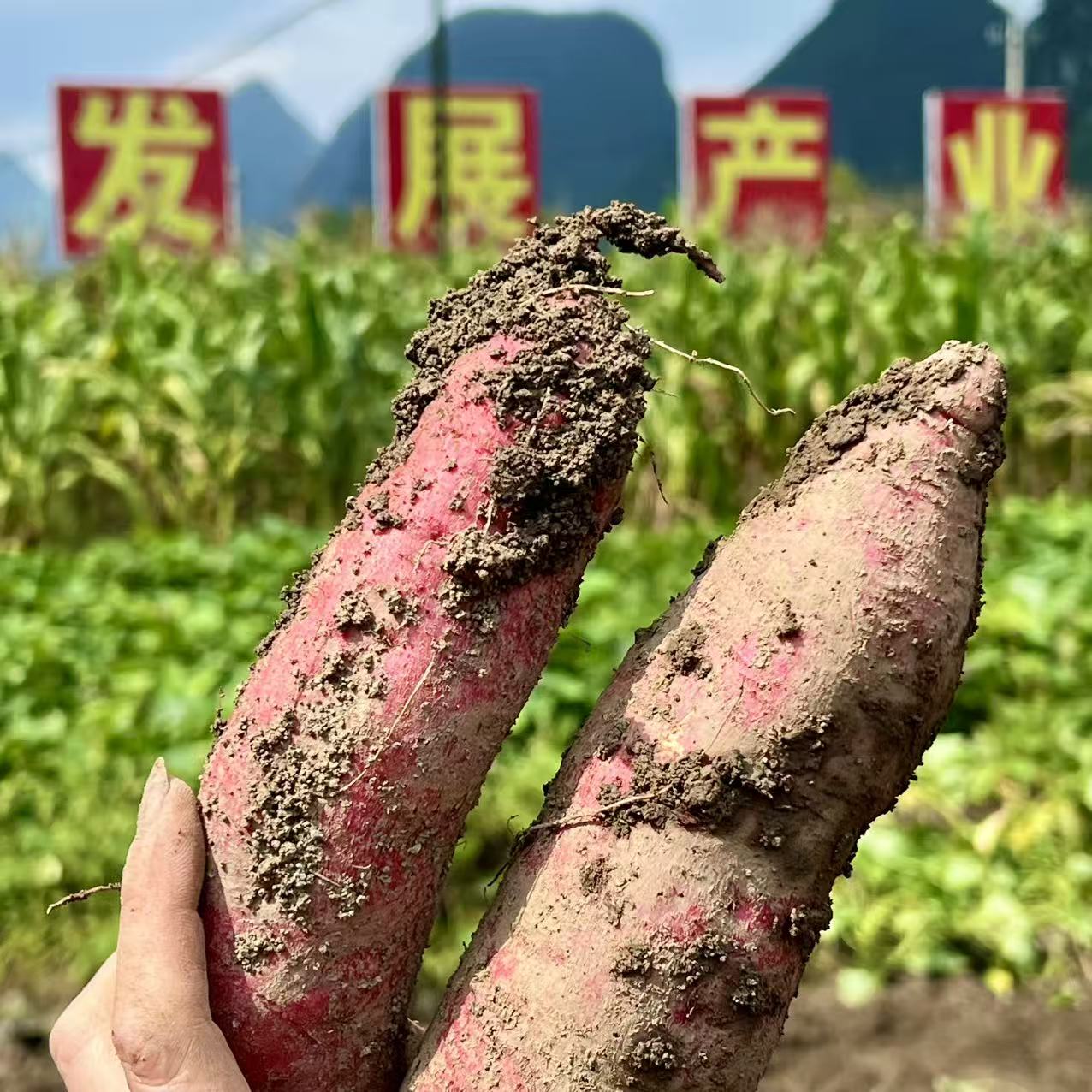 广西罗城现挖现发黄心蜜薯粉糯香甜