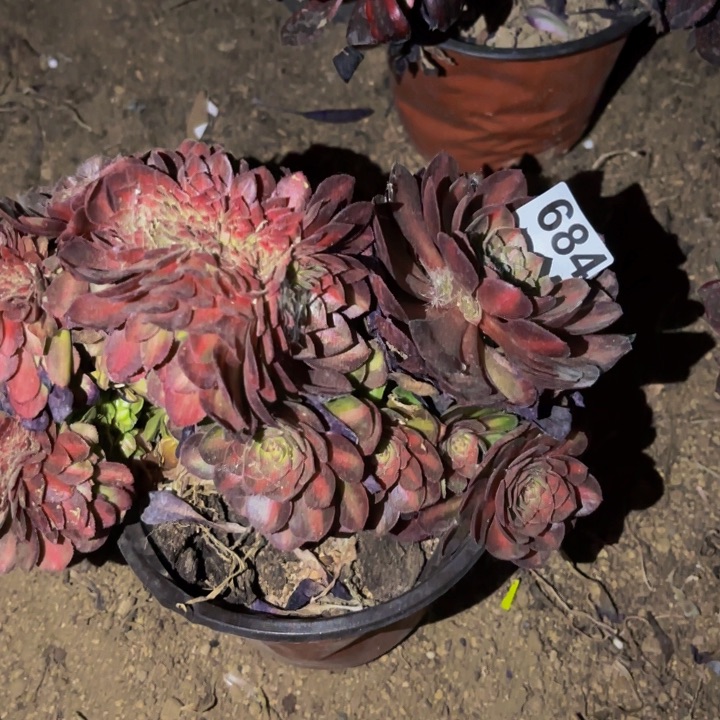 684海王七彩多肉植物不售后