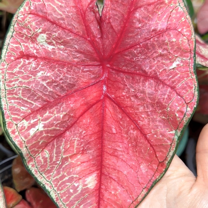 辐射彩叶芋精品01