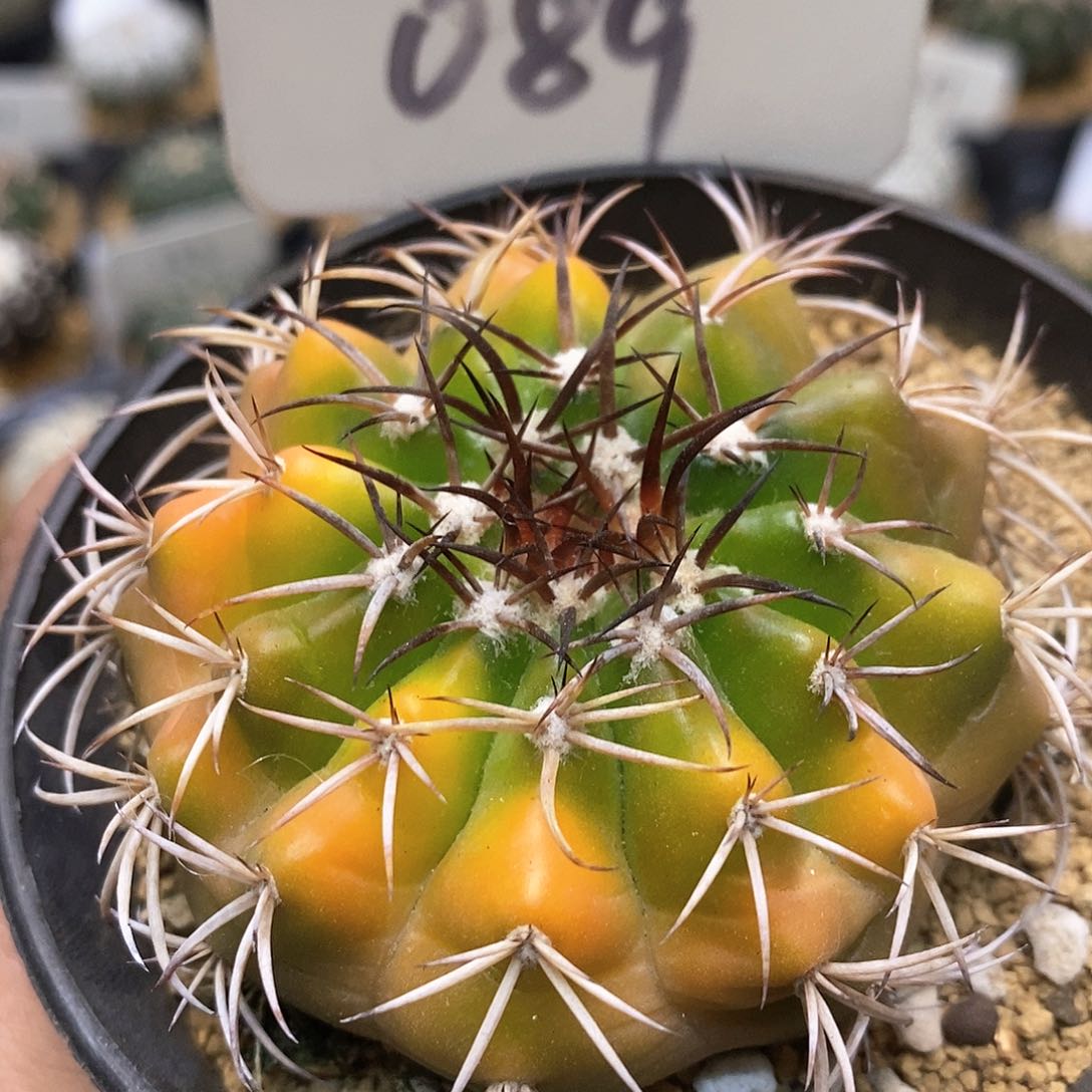 开播后我会一直特价来了