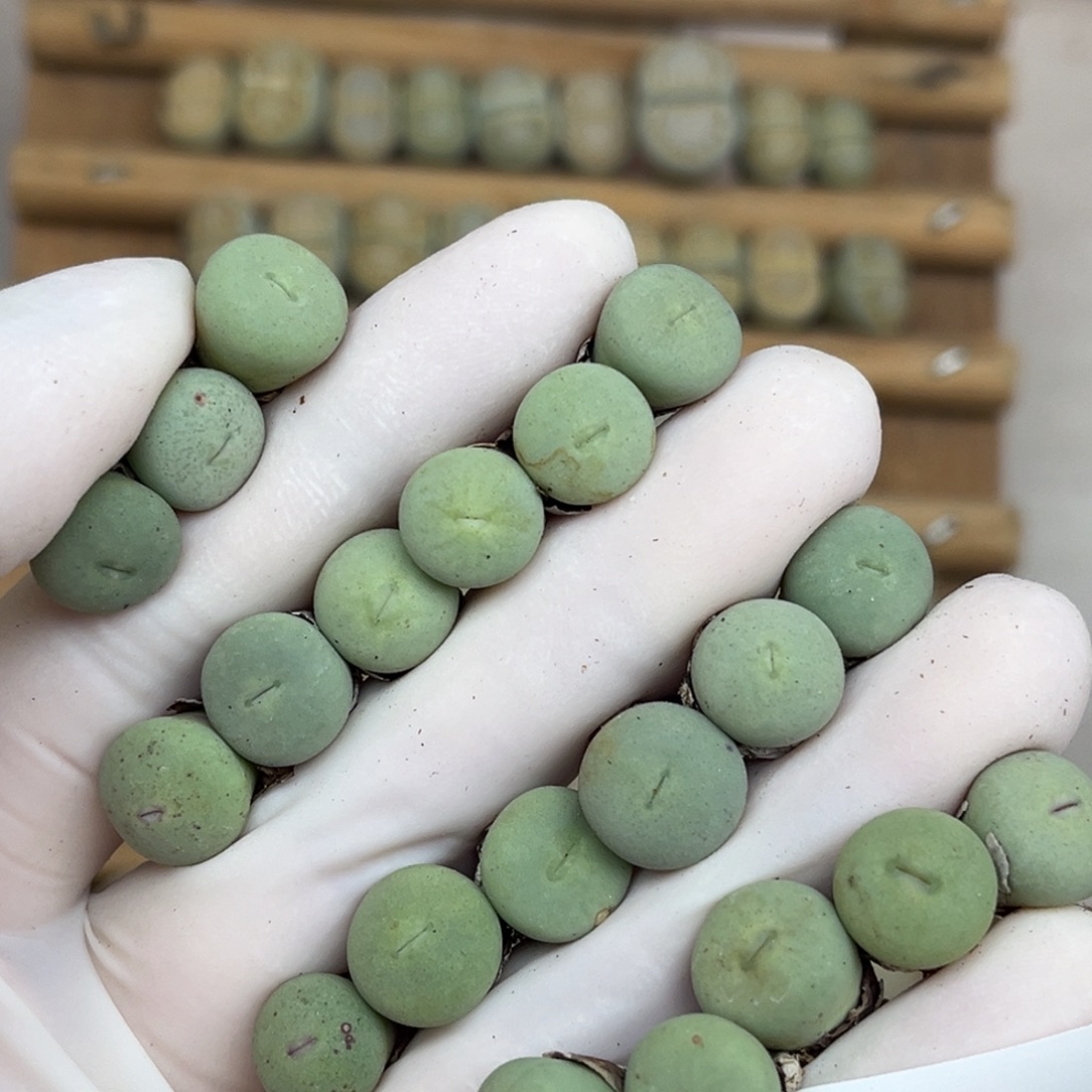 2017号一首红嘴开播福利