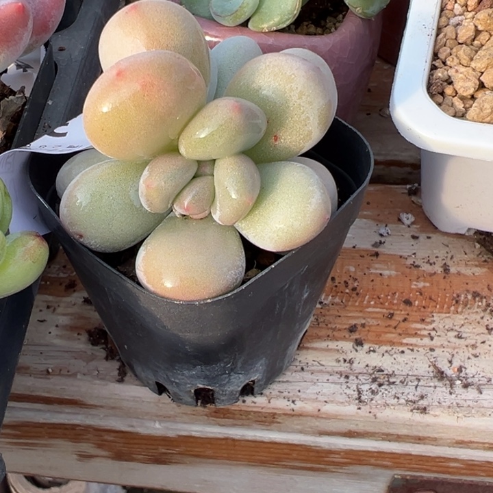 香水多肉植物多肉植物