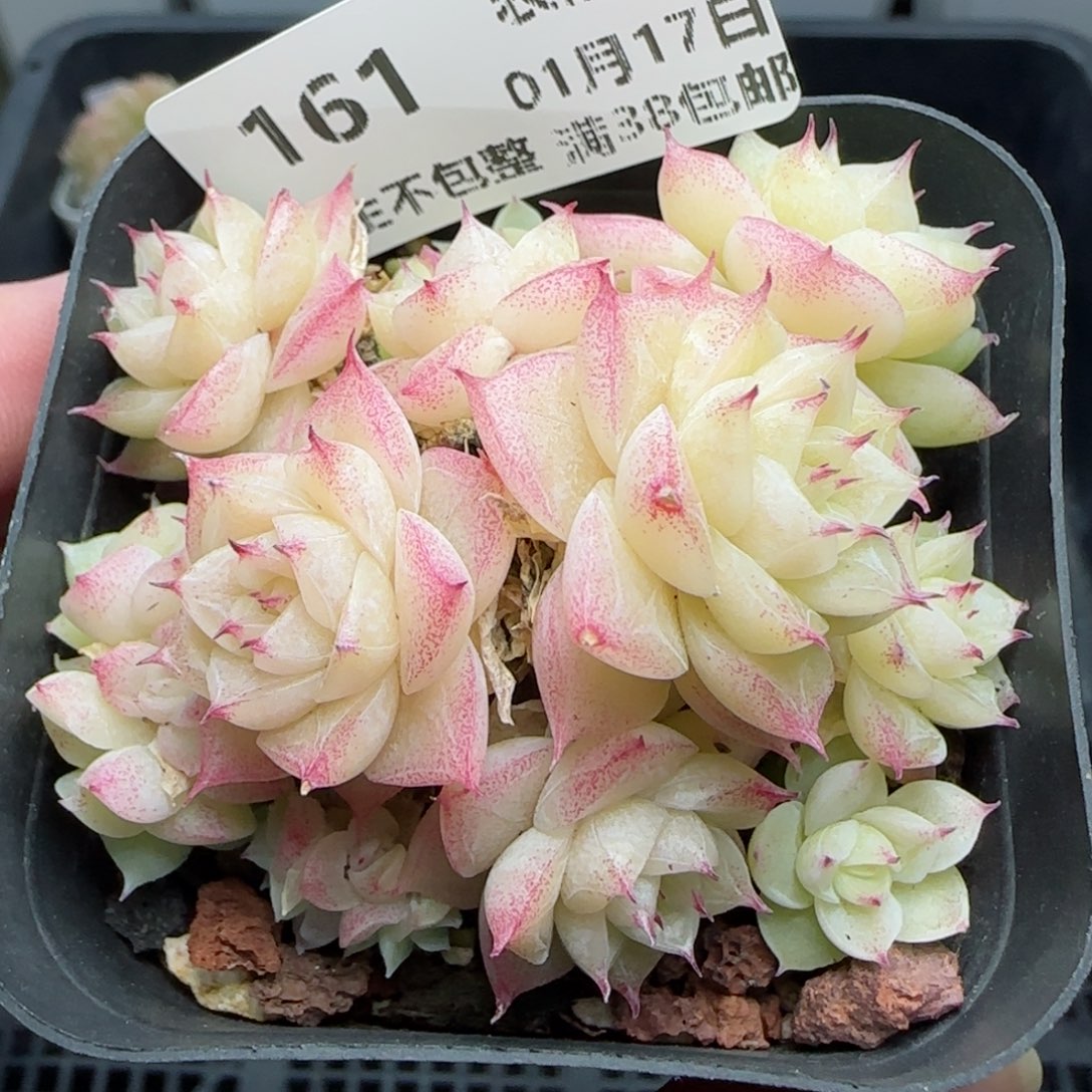 0117-161麦秆麦秆