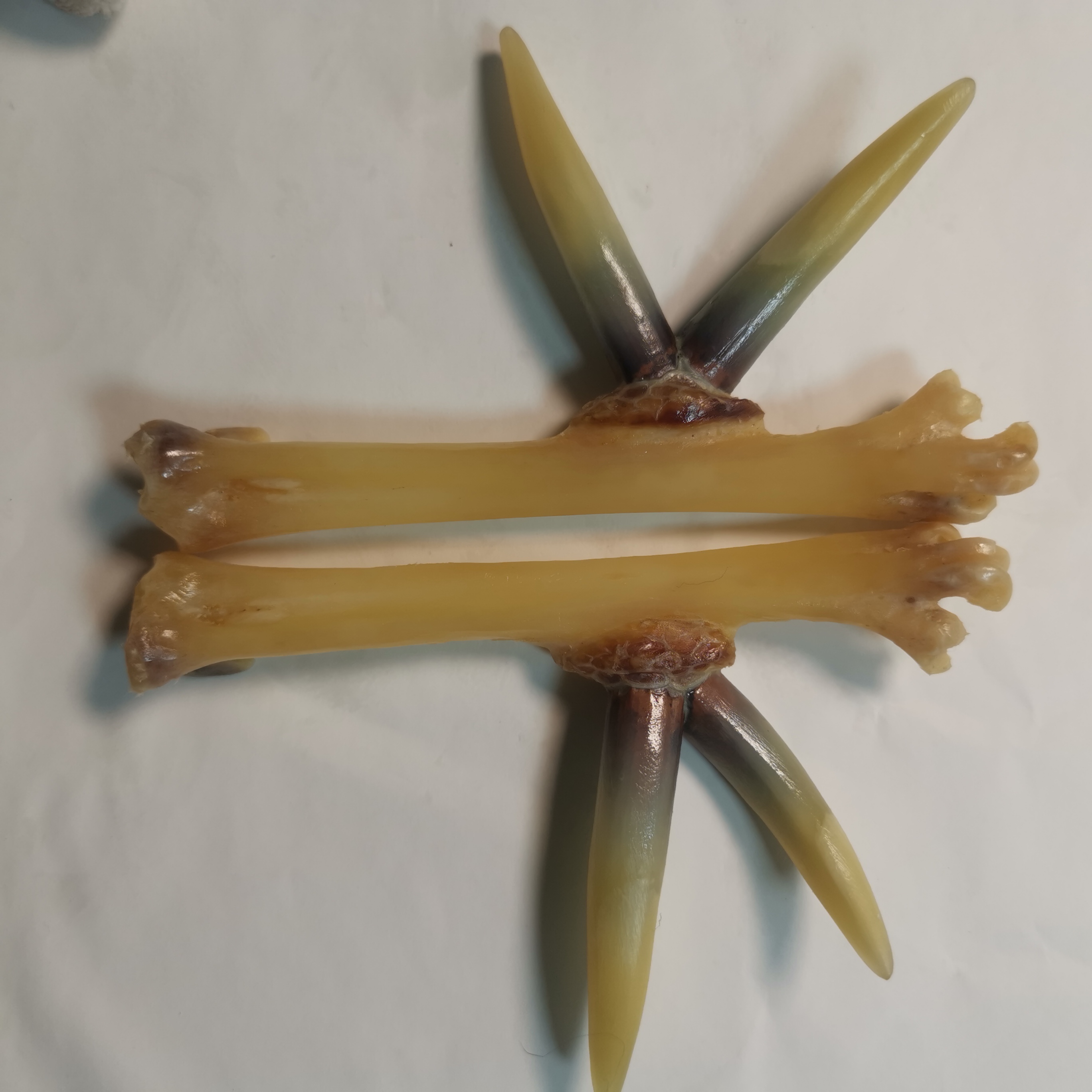 炫彩蹬弯钩鸡爪骨文玩手把件紫色黑色黄色多色可选