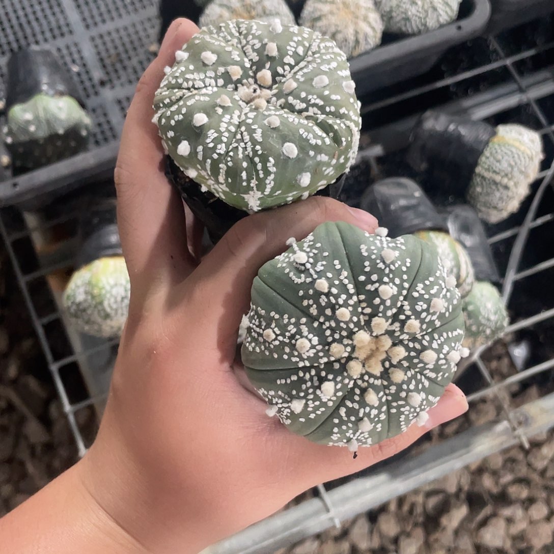 完全开放小*特价6 36