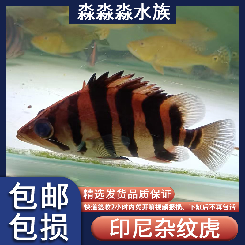 印尼虎杂文四纹虎杂纹新手好养虎鱼热带大型观赏鱼淡水活体耐活