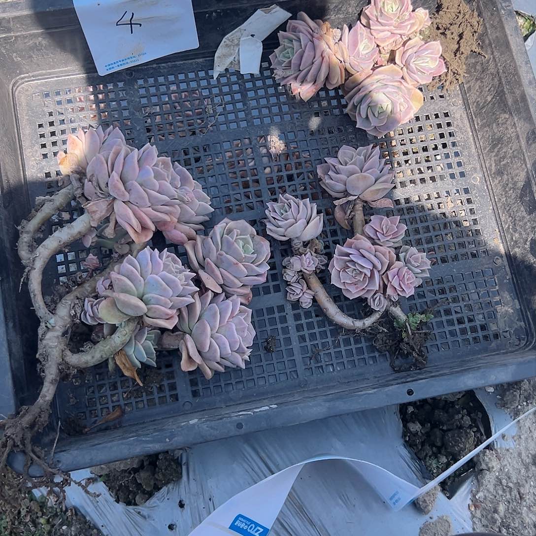悟***94号可爱玫瑰3颗