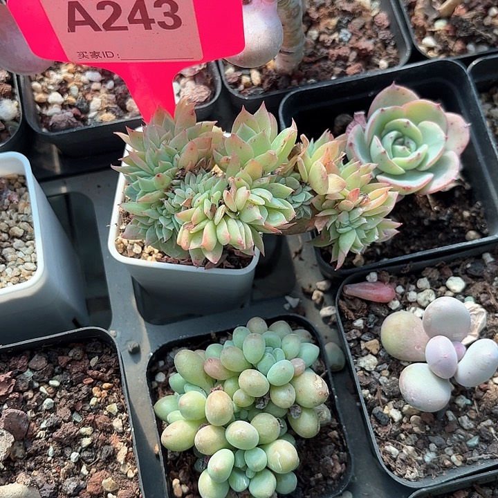 增*?xv z ch k 243