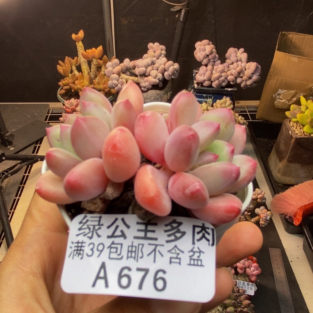676丽芙美人多肉4cm