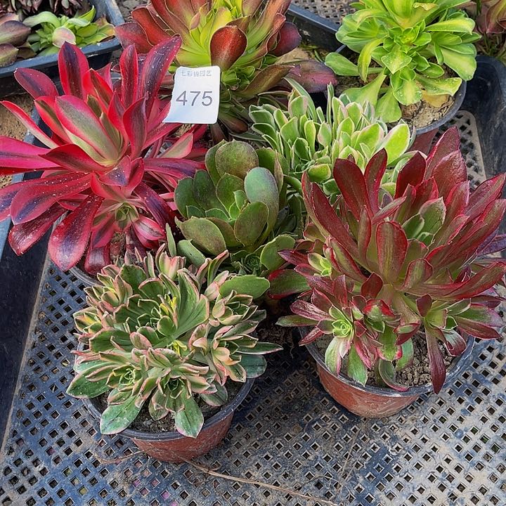法师锦多肉组合475