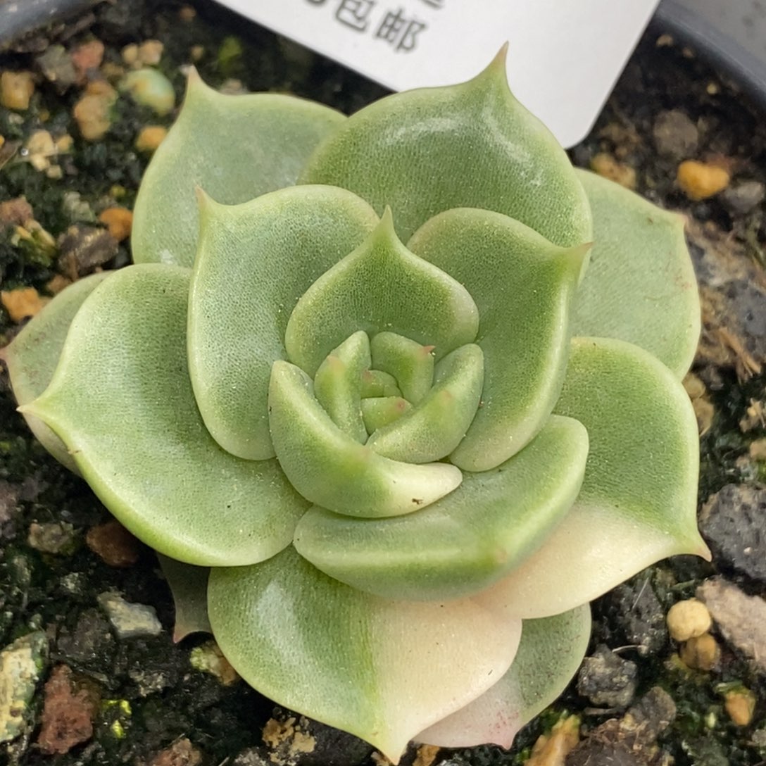 178贝加尔湖锦 小方花圃一物一拍