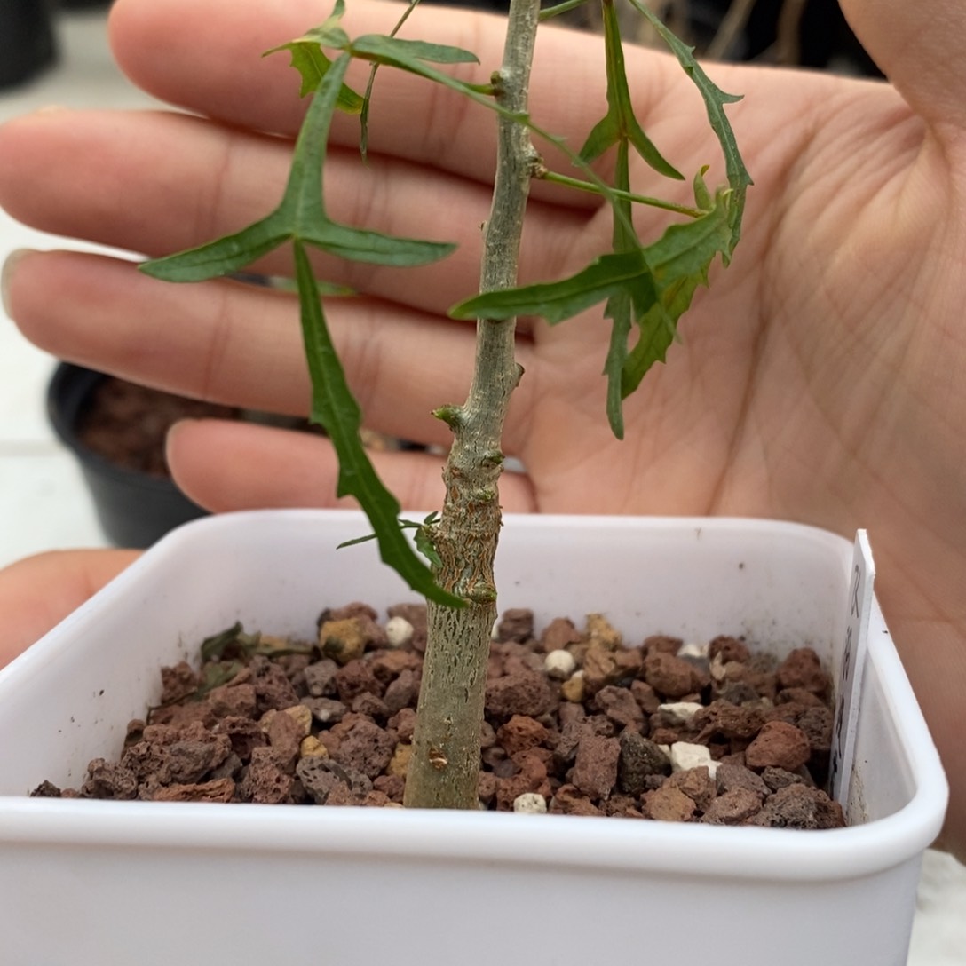飞羽没药实生小苗