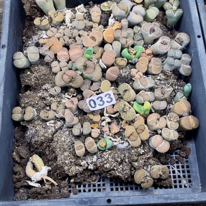 033 生石花一物一图带框