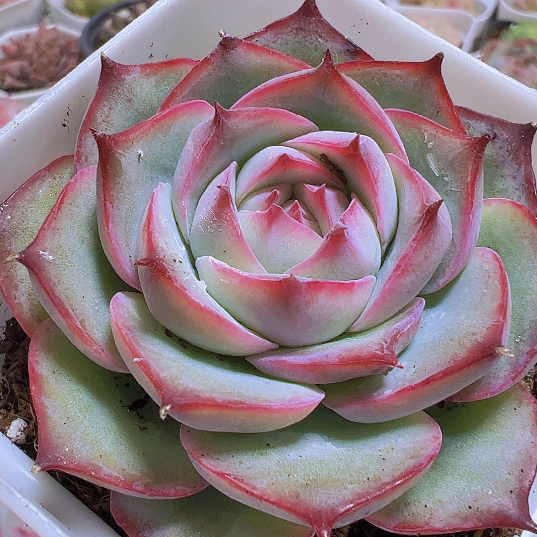 厚叶侧影2盆19包邮