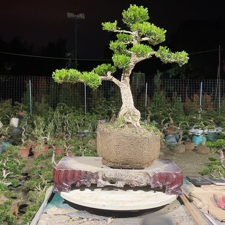 完全开放活****）黄杨盆景