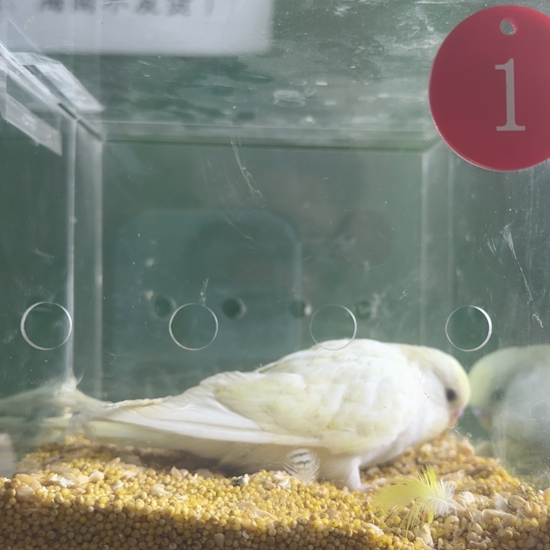 虎皮鹦鹉大头鹦鹉