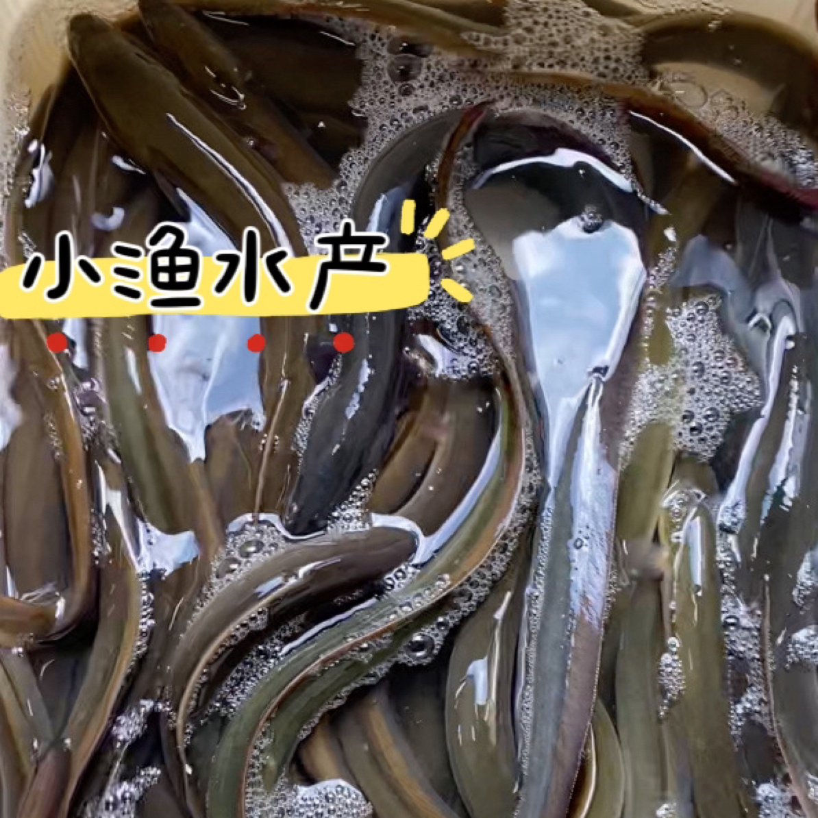 广东白鳗鱼黄鳝泥鳅苗河鳗鱼苗淡水野生养殖活体鱼苗