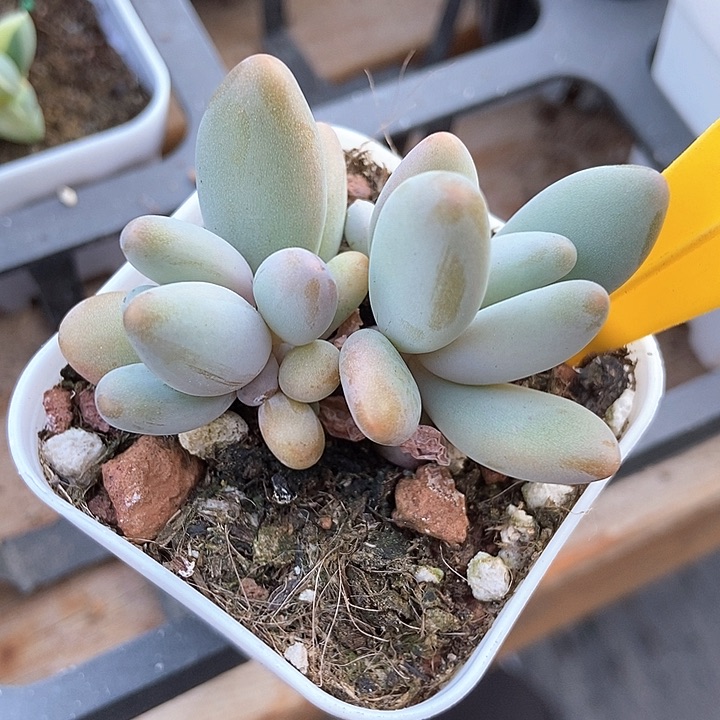 多肉植物企鹅920