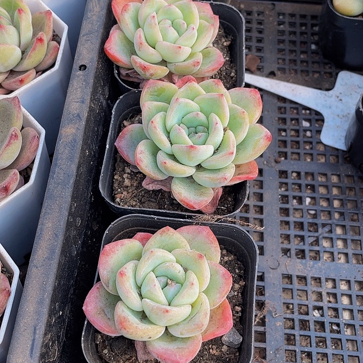 单头泡芙带盆土发