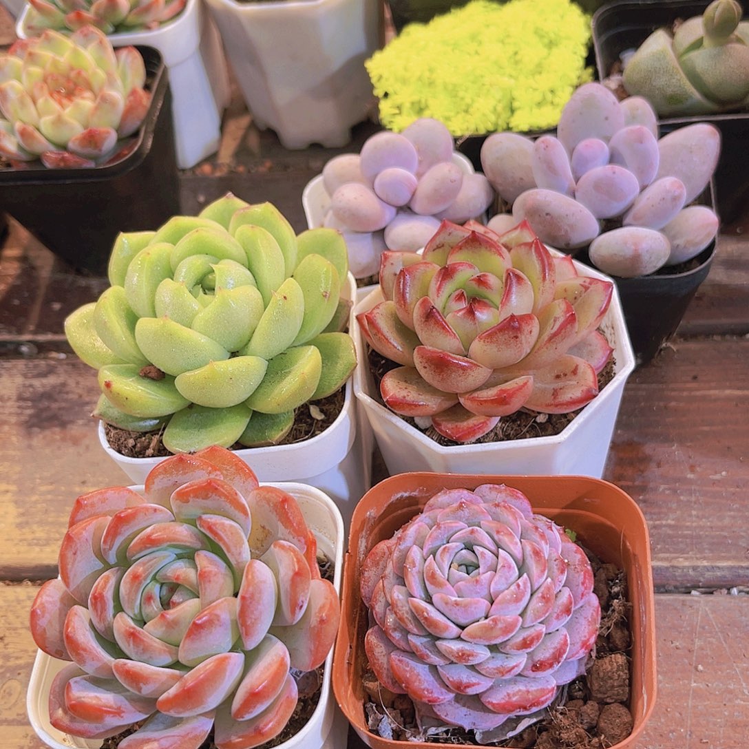 白玫瑰➕全明星➕夜魔侠➕恩爱莫g