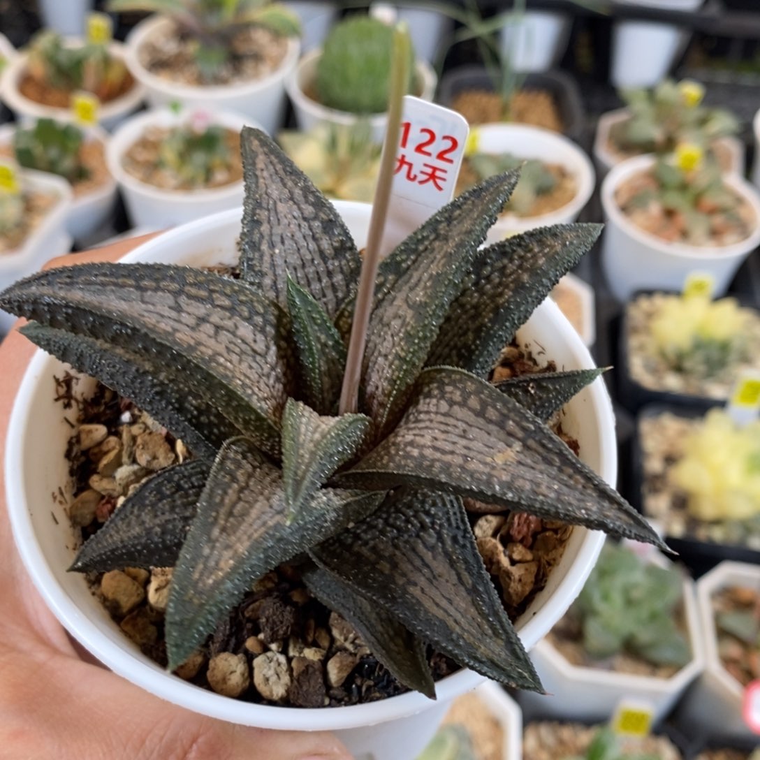 122号锦带桥硬叶十二卷