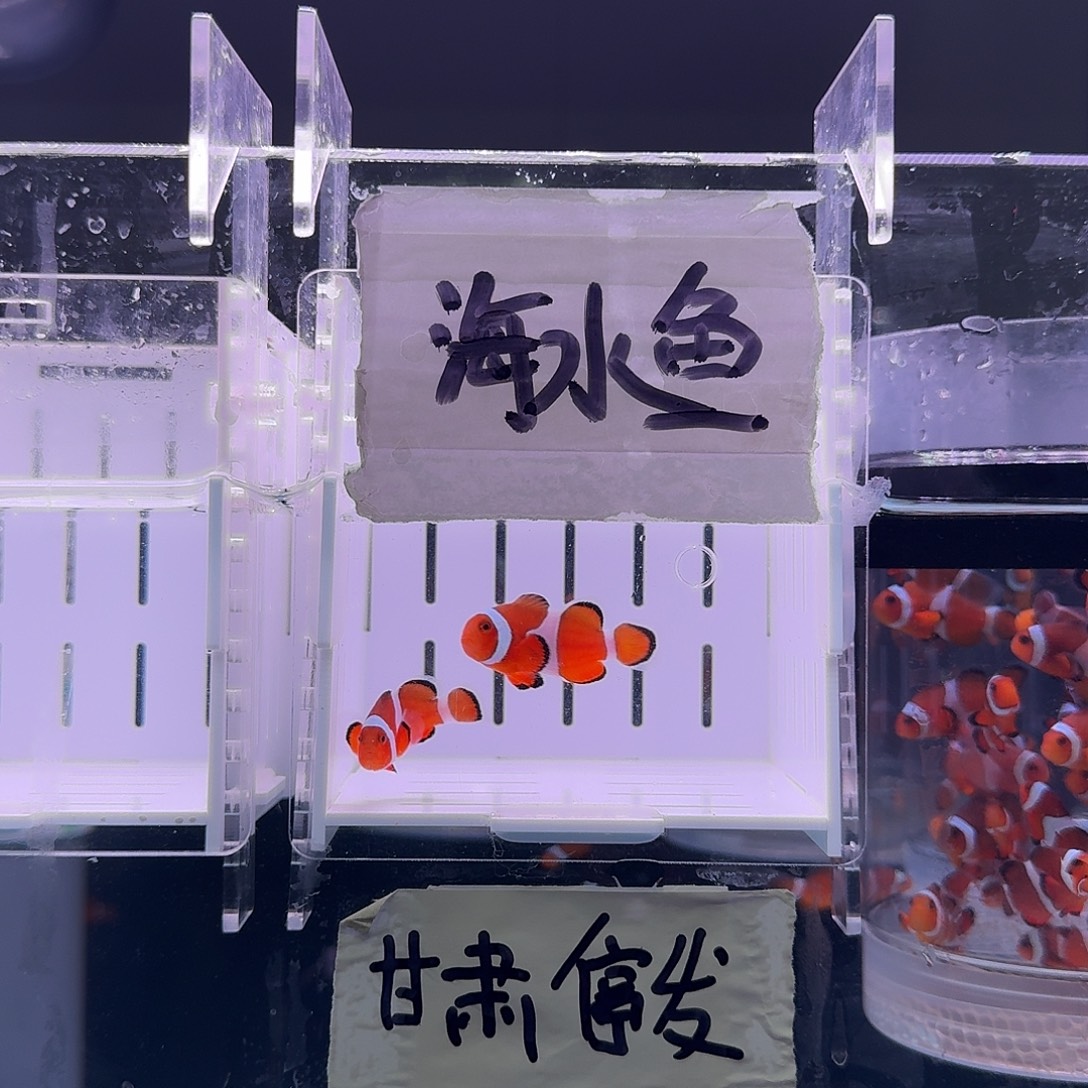 海水鱼4厘米精品黑边公子一对