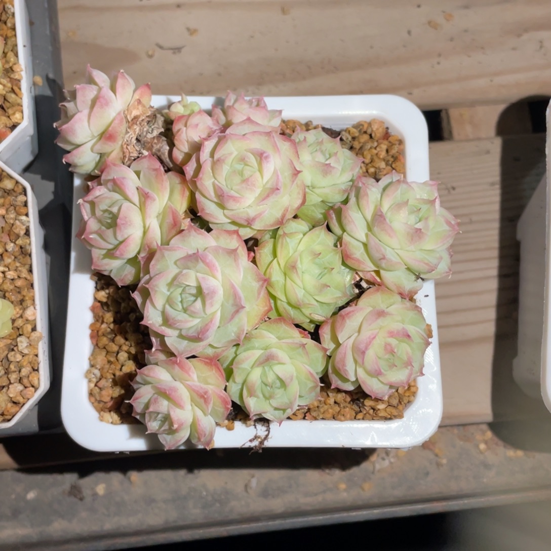 农***田K宝优选潘多拉女王1821