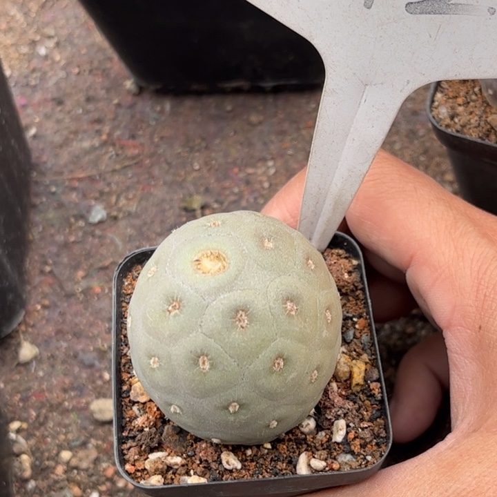 612习志野好养皮实