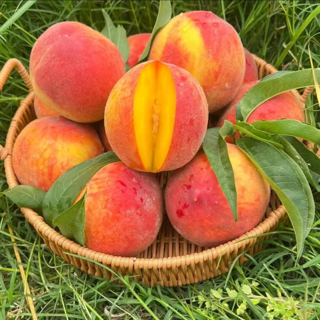 湖北襄阳市枣阳露天“彩虹黄桃”(黄金蜜毛桃）顺丰包邮！2斤起售当季新鲜水果桃子湖北省