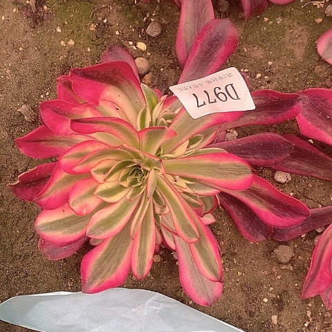 977美杜莎多肉法师