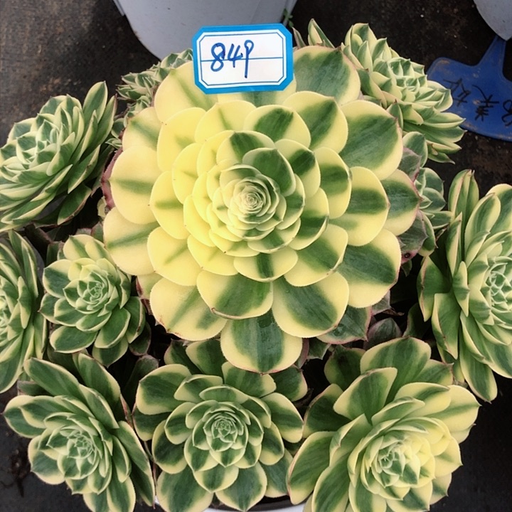 849海王多肉法师