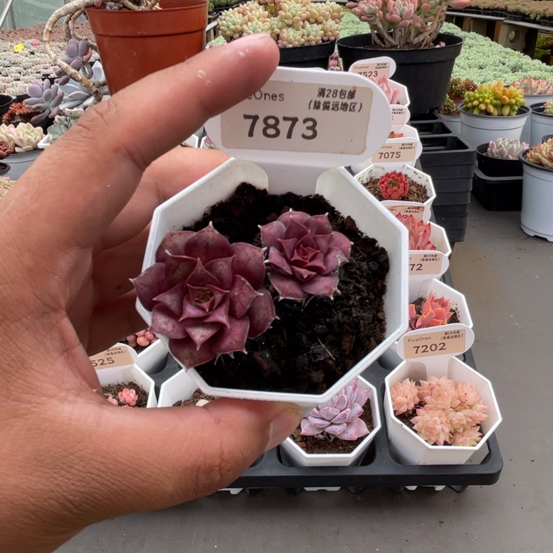 7873罗西玛4.0厘米