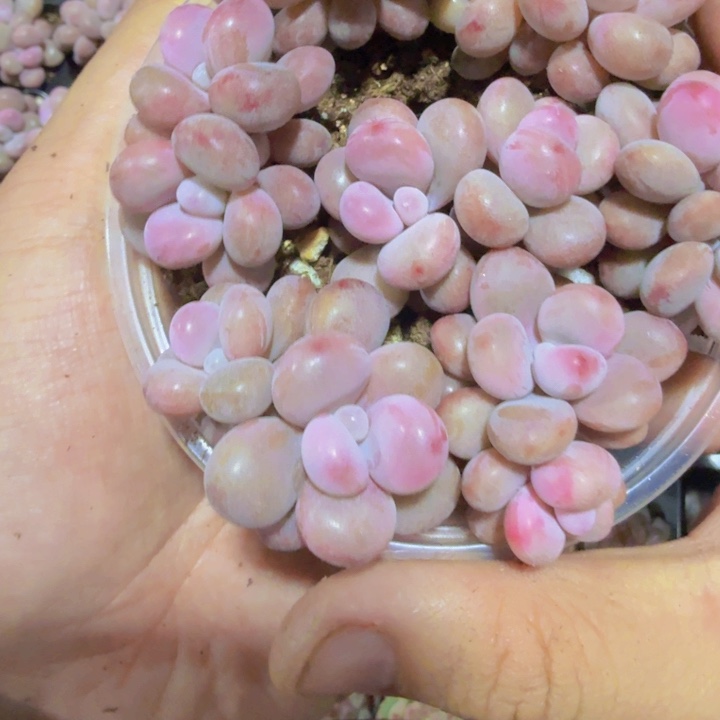 丸叶亚美桃蛋12一组