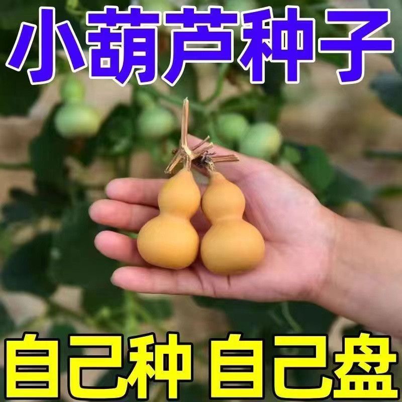 小手捻葫芦种子盆栽四季种植庭院阳台爬藤植物种子
