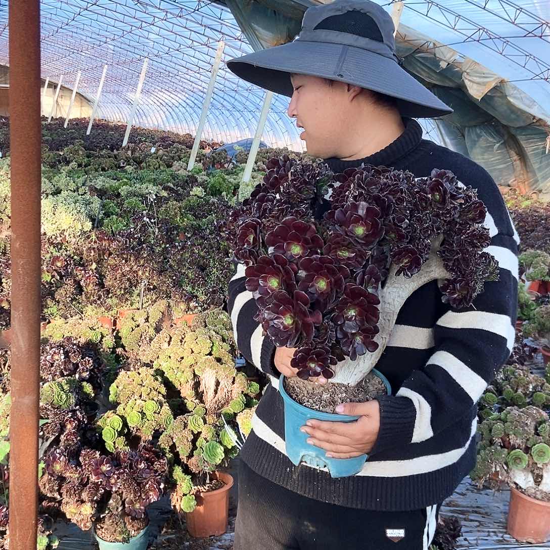 肆***堂B305欧紫缀化干伤处理
