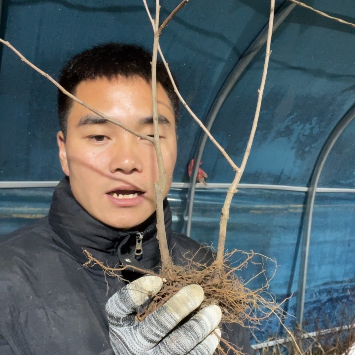 雪之辉海棠花一颗苗