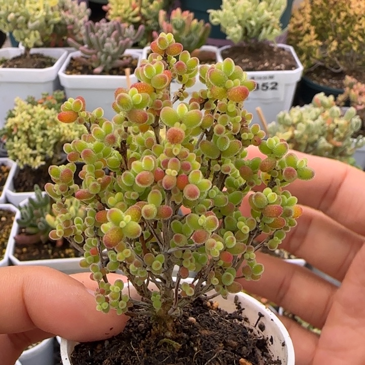 363-蜜桔糖球植物枝干