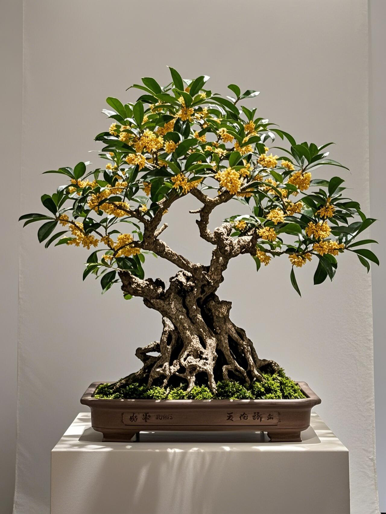 桂花四季开花红天香四季浓香